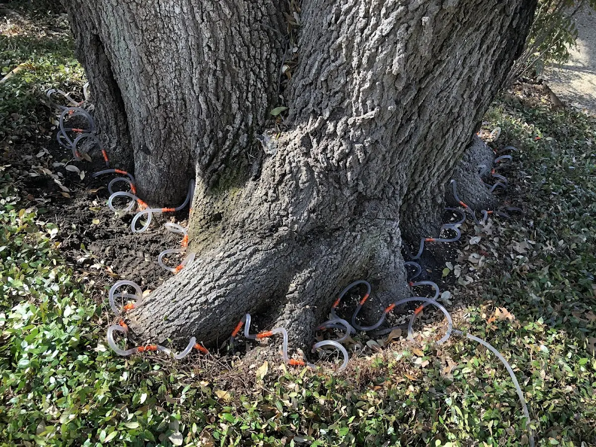 Detailed Tree Cabling and Bracing job site in Burkeville
