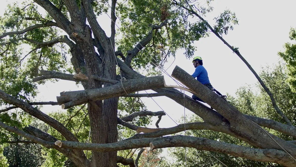 Professional Crown Thinning performed by certified arborists in Burkeville