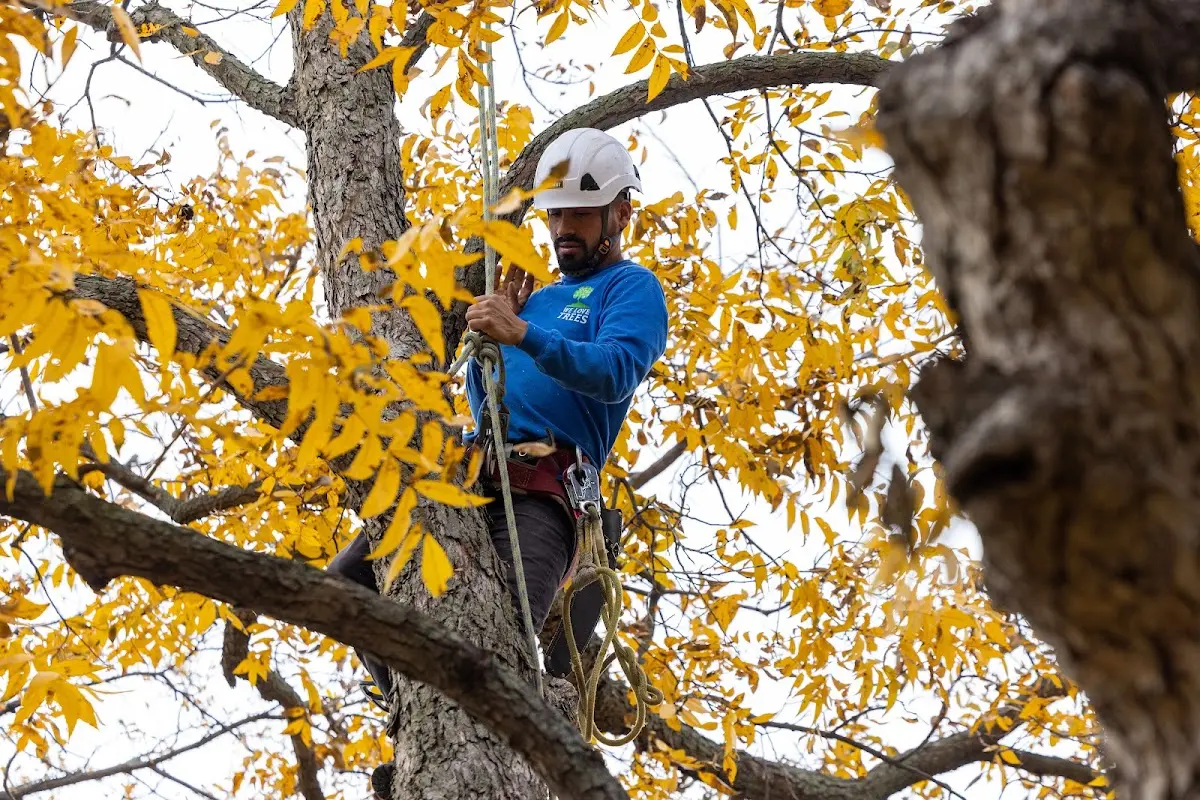Skilled Tree Transplanting crew working in Burkeville